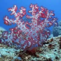 Carnation Tree Coral, Koh Chang, Thailand