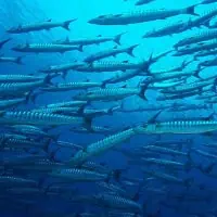 Chevron Barracuda, Koh Chang, Thailand