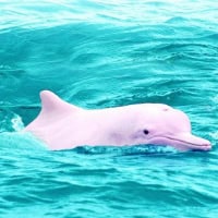 Chinese White Dolphin, Koh Chang, Thailand
