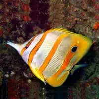 Chopperband Butterflyfish, Koh Chang, Thailand