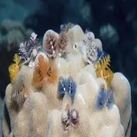 Christmas-tree Worms, Koh Chang, Thailand