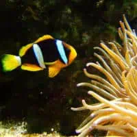 Clark's Anemonefish, Koh Chang, Thailand