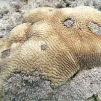 Closed Brain Coral, Koh Chang, Thailand