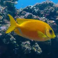 Coral Rabbitfish, Koh Chang, Thailand