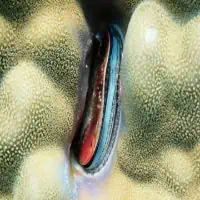 Coral Scallop, Thailand