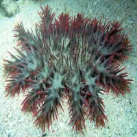 Crown-of-Thornes Starfish, Koh Chang, Thailand