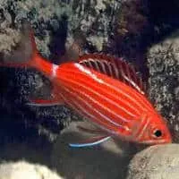 Crown Squirrelfish, Koh Chang, Thailand