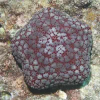 Cushion Starfish, Koh Chang, Thailand