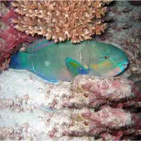 Daisy Parrotfish, Koh Chang, Thailand