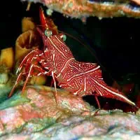 Dancing shrimp, Koh Chang, Thailand