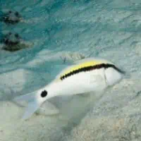 Dash-and-Dot Goatfish, Koh Chang, Thailand