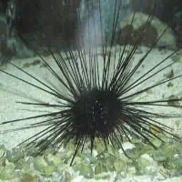 Diadem Urchin, Koh Chang, Thailand