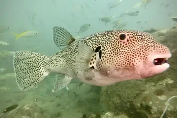 แบบทดสอบความรู้การดำน้ำ – ทดสอบทักษะของคุณและรับโบนัส