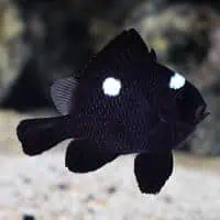 Domino Damselfish, Koh Chang, Thailand