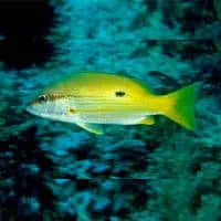 Dory Snapper, Koh Chang, Thailand