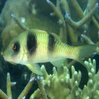 Doublebar Goatfish, Koh Chang, Thailand