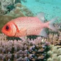 Doubletooth Soldierfish, Koh Chang, Thailand