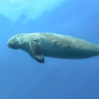 Dugong Dugon, Koh Chang, Thailand