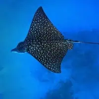 Eagle Ray, Koh Chang, Thailand