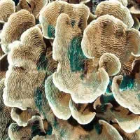 Elepant-skin Coral, Koh Chang, Thailand