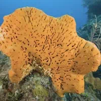 Elephant ear sponge, Koh Chang, Thailand