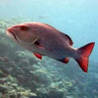 Emperor Red Snapper, Koh Chang, Thailand