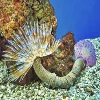 Feather-Duster-Worm, Koh Chang, Thailand
