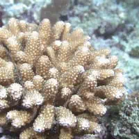 Finger Acropora, Koh Chang, Thailand