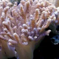 Finger Coral, Koh Chang, Thailand