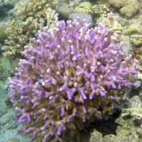 Finger Coral, Koh Chang, Thailand