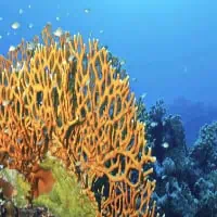 Fire Coral, Koh Chang, Thailand