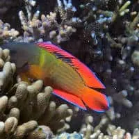Firetail Dottyback, Koh Chang, Thailand