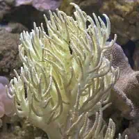 Flexible Leather Coral, Koh Chang, Thailand