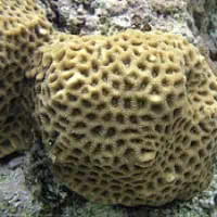 Flexus Moon Coral, Koh Chang, Thailand