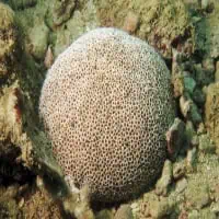Flower Urchin, Koh Chang, Thailand