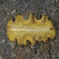 Flowers flatworm, Koh Chang, Thailand
