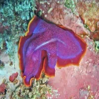 Fuchsa flatworm