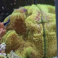 Giant Carpet Anemone, Koh Chang, Thailand