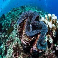 Giant Clam, Koh Chang, Thailand