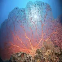 Giant Sea Fan, Koh Chang, Thailand