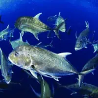 Giant Trevally, Koh Chang, Thailand