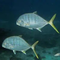 Golden Trevally, Koh Chang, Thailand