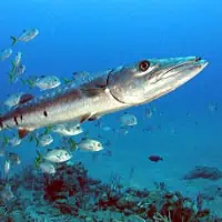 Great Barracuda, Koh Chang, Thailand