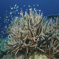 Great Staghorn Coral, Koh Chang, Thailand