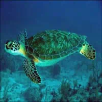 Green Turtles, Koh Chang, Thailand