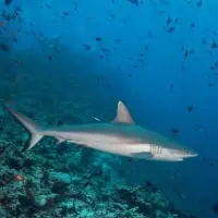 Grey Reef Shark, Koh Chang, Thailand