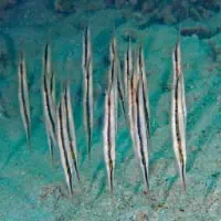 Grooved Razor-fish, Koh Chang, Thailand
