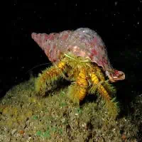 Hairy-Yellow Hermit Crab, Thailand