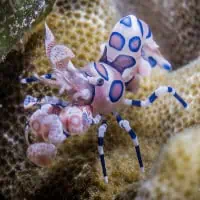 Harlequin Shrimp, Koh Chang, Thailand