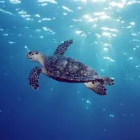 Hawksbill Turtle, Koh Chang, Thailand